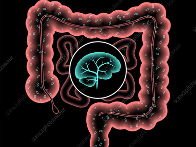 Gut brain connection and microbiome. Enteric nervous system in human body, small and large intestine. Signals from brain to digestive tract. Colon, bowel and cerebrum 3d realistic vector illustration.
